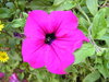 Pink flower