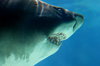 Shark