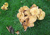 fungi