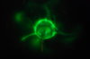 Plasma