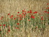 Field of poppies