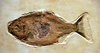 Fossil fish
