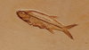 Fossil fish
