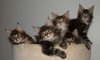 Kittens 1