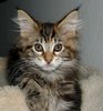 Kittens 3