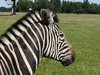Wild Life 4
