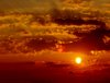 Bird in sunset
