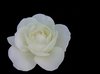 White Rose