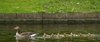 Meet the Geese family 3