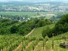 Winefields 2