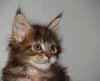Kittens 1