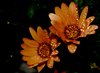 Raindrops 1