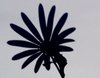 Shadow Flowers 2