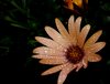 Raindrops 5