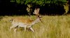 Deer 4