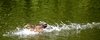 Duck Down