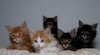 Kittens