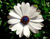 Spanish margerit