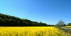 Rape field