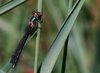 Dragon fly