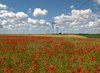 Poppy field