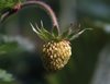 Unripe Strawberry