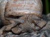 Snails