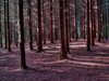 Forrest - HDR
