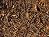 Texture - Forrest floor