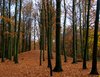 Autumn forrest
