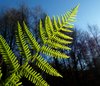 Fern in backlight