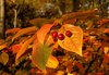Autumn leaf