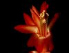 Thanksgiving Cactus