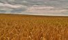 Harvest - HDR