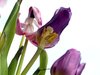 Dying tulips
