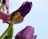 Dying tulips