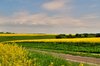 Rape field - HDR