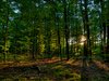 Summer forest - HDR