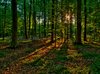Summer forest - HDR