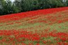 Poppy field