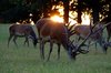 Stag