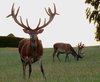 Stag