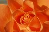 Rose, orange