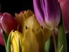 Bouquet of tulips