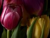 Bouquet of tulips