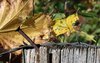 Autumn fence
