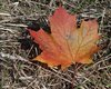 Texture - leaf on forest bed