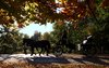 Carriage in Autumn