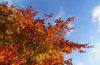 Autumn in the air