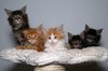 Maine coons kittens